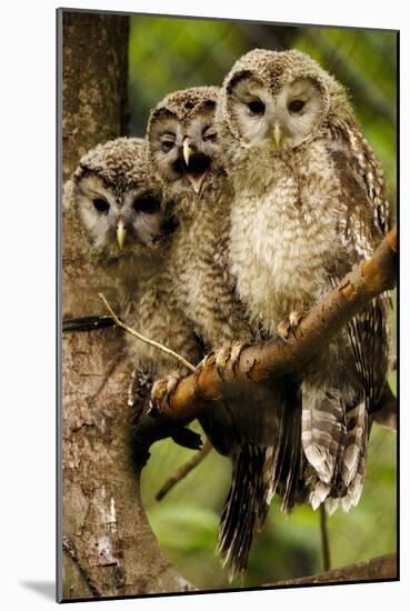 Ural Owls Three Young on Branch-null-Mounted Photographic Print