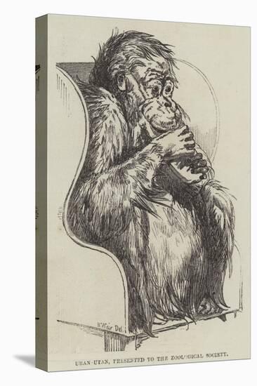 Uran-Utan, Presented to the Zoological Society-Harrison William Weir-Stretched Canvas