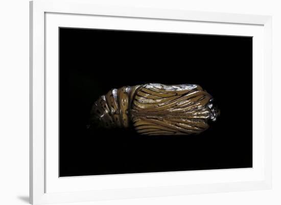 Urania Leilus (Green-Banded Urania)- Pupa-Paul Starosta-Framed Photographic Print