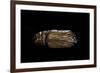 Urania Leilus (Green-Banded Urania)- Pupa-Paul Starosta-Framed Photographic Print