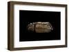 Urania Leilus (Green-Banded Urania)- Pupa-Paul Starosta-Framed Photographic Print