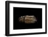 Urania Leilus (Green-Banded Urania)- Pupa-Paul Starosta-Framed Photographic Print