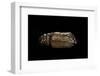 Urania Leilus (Green-Banded Urania)- Pupa-Paul Starosta-Framed Photographic Print