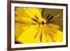 Urban Bloom-Sarah O'Toole-Framed Giclee Print