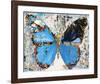 Urban Camo Butterfly-Parker Greenfied-Framed Art Print