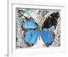 Urban Camo Butterfly-Parker Greenfied-Framed Art Print