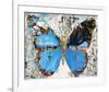 Urban Camo Butterfly-Parker Greenfied-Framed Art Print