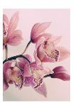 Pink Orchids-Urban Epiphany-Art Print