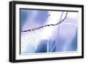 Black Frame
