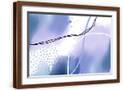 Brown Frame