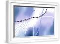 White Frame