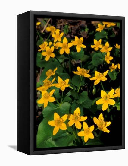 Urban Forestry Center, Marsh Marigolds, Portsmouth, New Hampshire, USA-Jerry & Marcy Monkman-Framed Stretched Canvas