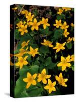 Urban Forestry Center, Marsh Marigolds, Portsmouth, New Hampshire, USA-Jerry & Marcy Monkman-Stretched Canvas