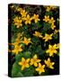 Urban Forestry Center, Marsh Marigolds, Portsmouth, New Hampshire, USA-Jerry & Marcy Monkman-Stretched Canvas