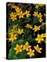 Urban Forestry Center, Marsh Marigolds, Portsmouth, New Hampshire, USA-Jerry & Marcy Monkman-Stretched Canvas