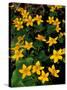 Urban Forestry Center, Marsh Marigolds, Portsmouth, New Hampshire, USA-Jerry & Marcy Monkman-Stretched Canvas