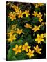 Urban Forestry Center, Marsh Marigolds, Portsmouth, New Hampshire, USA-Jerry & Marcy Monkman-Stretched Canvas