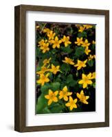 Urban Forestry Center, Marsh Marigolds, Portsmouth, New Hampshire, USA-Jerry & Marcy Monkman-Framed Photographic Print