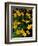 Urban Forestry Center, Marsh Marigolds, Portsmouth, New Hampshire, USA-Jerry & Marcy Monkman-Framed Photographic Print