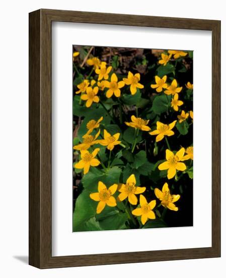 Urban Forestry Center, Marsh Marigolds, Portsmouth, New Hampshire, USA-Jerry & Marcy Monkman-Framed Photographic Print