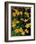 Urban Forestry Center, Marsh Marigolds, Portsmouth, New Hampshire, USA-Jerry & Marcy Monkman-Framed Photographic Print