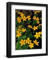 Urban Forestry Center, Marsh Marigolds, Portsmouth, New Hampshire, USA-Jerry & Marcy Monkman-Framed Photographic Print