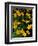 Urban Forestry Center, Marsh Marigolds, Portsmouth, New Hampshire, USA-Jerry & Marcy Monkman-Framed Photographic Print