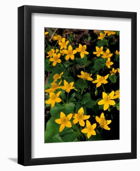 Urban Forestry Center, Marsh Marigolds, Portsmouth, New Hampshire, USA-Jerry & Marcy Monkman-Framed Photographic Print