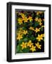 Urban Forestry Center, Marsh Marigolds, Portsmouth, New Hampshire, USA-Jerry & Marcy Monkman-Framed Photographic Print