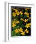 Urban Forestry Center, Marsh Marigolds, Portsmouth, New Hampshire, USA-Jerry & Marcy Monkman-Framed Photographic Print