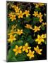 Urban Forestry Center, Marsh Marigolds, Portsmouth, New Hampshire, USA-Jerry & Marcy Monkman-Mounted Photographic Print