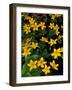 Urban Forestry Center, Marsh Marigolds, Portsmouth, New Hampshire, USA-Jerry & Marcy Monkman-Framed Photographic Print