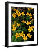 Urban Forestry Center, Marsh Marigolds, Portsmouth, New Hampshire, USA-Jerry & Marcy Monkman-Framed Photographic Print