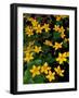 Urban Forestry Center, Marsh Marigolds, Portsmouth, New Hampshire, USA-Jerry & Marcy Monkman-Framed Photographic Print