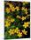 Urban Forestry Center, Marsh Marigolds, Portsmouth, New Hampshire, USA-Jerry & Marcy Monkman-Mounted Photographic Print