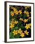 Urban Forestry Center, Marsh Marigolds, Portsmouth, New Hampshire, USA-Jerry & Marcy Monkman-Framed Photographic Print