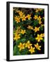 Urban Forestry Center, Marsh Marigolds, Portsmouth, New Hampshire, USA-Jerry & Marcy Monkman-Framed Photographic Print