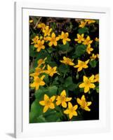 Urban Forestry Center, Marsh Marigolds, Portsmouth, New Hampshire, USA-Jerry & Marcy Monkman-Framed Photographic Print