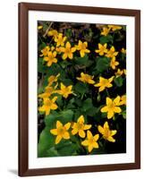 Urban Forestry Center, Marsh Marigolds, Portsmouth, New Hampshire, USA-Jerry & Marcy Monkman-Framed Photographic Print