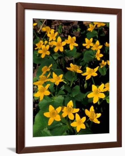 Urban Forestry Center, Marsh Marigolds, Portsmouth, New Hampshire, USA-Jerry & Marcy Monkman-Framed Photographic Print