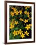 Urban Forestry Center, Marsh Marigolds, Portsmouth, New Hampshire, USA-Jerry & Marcy Monkman-Framed Photographic Print