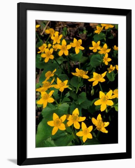 Urban Forestry Center, Marsh Marigolds, Portsmouth, New Hampshire, USA-Jerry & Marcy Monkman-Framed Photographic Print