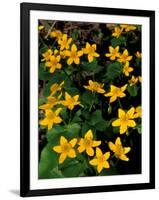 Urban Forestry Center, Marsh Marigolds, Portsmouth, New Hampshire, USA-Jerry & Marcy Monkman-Framed Photographic Print