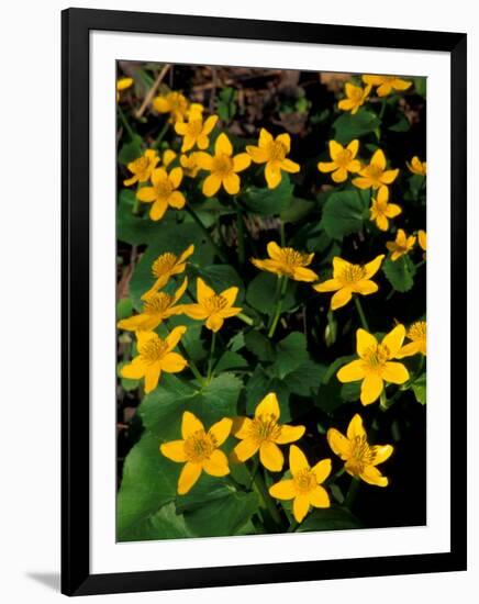 Urban Forestry Center, Marsh Marigolds, Portsmouth, New Hampshire, USA-Jerry & Marcy Monkman-Framed Photographic Print