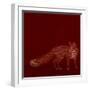 Urban Fox - Red-Dominique Vari-Framed Art Print