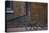 Urban Fox (Vulpes Vulpes) in London-Laurent Geslin-Stretched Canvas