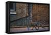Urban Fox (Vulpes Vulpes) in London-Laurent Geslin-Framed Stretched Canvas