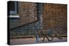 Urban Fox (Vulpes Vulpes) in London-Laurent Geslin-Stretched Canvas