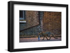 Urban Fox (Vulpes Vulpes) in London-Laurent Geslin-Framed Photographic Print