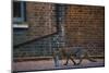 Urban Fox (Vulpes Vulpes) in London-Laurent Geslin-Mounted Photographic Print